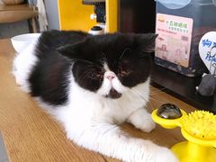 -平行世界·猫咖(首经贸店)