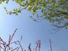 -瑶湖郊野森林公园