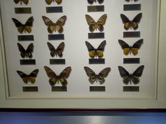 -上海昆虫博物馆