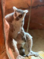 -Zoolung Zoolung动物主题公园(海信广场店)