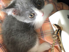 -70cat德文卷毛猫·缅因猫纯种猫舍