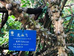 -中国科学院西双版纳热带植物园