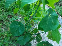 -鹅銮鼻灯塔