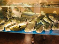 -天正河鲀·河豚亭(大连店)