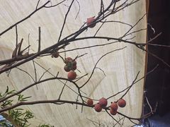 -后海16号·北京私房菜