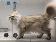 -lincat·猫舍(广州店)