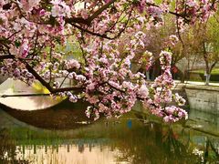 -海棠花溪(元大都城垣遗址公园)