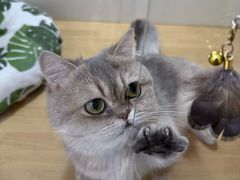 -青奢宠物·青奢猫舍