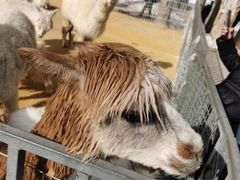 -新疆天山野生动物园