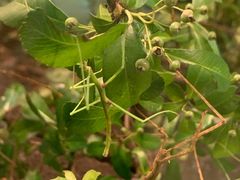 -上海昆虫博物馆