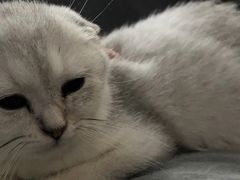 -lincat·猫舍(广州店)
