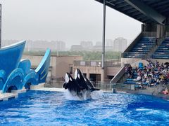 -上海海昌海洋公园