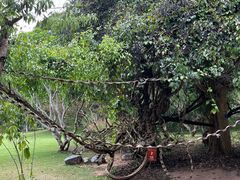-中国科学院西双版纳热带植物园