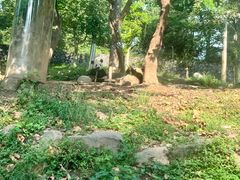 -都江堰中华大熊猫苑