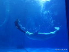 -多彩贵州城极地海洋世界