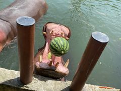 -常州淹城野生动物世界