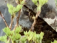 -阿婆情腊排骨火锅·野生菌季(古城旗舰店)