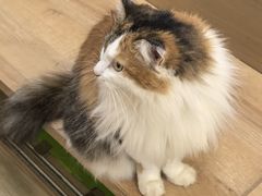 -是阿柴呀！柴犬咖啡·爱喵喵猫咖