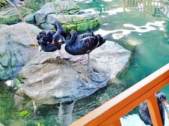 -南宫五洲植物乐园