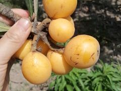 -塘栖枇杷特色园区