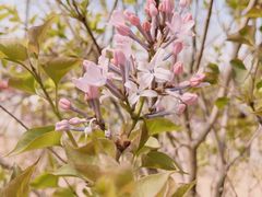 -大藏村拉面(保利首开·熙悦春天店)