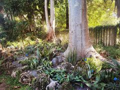 -中国科学院西双版纳热带植物园