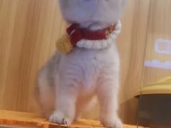 -欣宠猫屋·矮脚拿破仑·蓝金金渐层