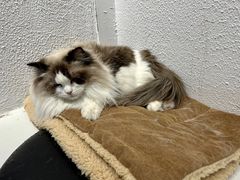 -琪喵猫屋·撸猫猫咖·猫舍