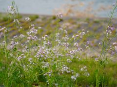 -福建鲤鱼洲酒店