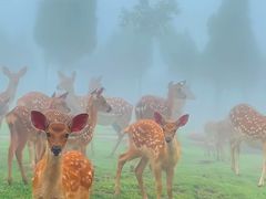 -伏羲山旅游区