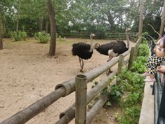 -大连森林动物园