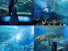 -海合安武汉极地海洋公园