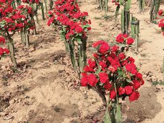 -松山湖梦幻百花洲