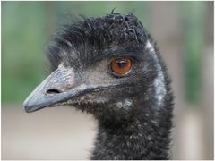 -青藏高原野生动物园