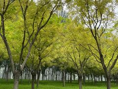 -东郊湿地公园