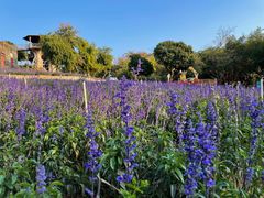-松山湖梦幻百花洲