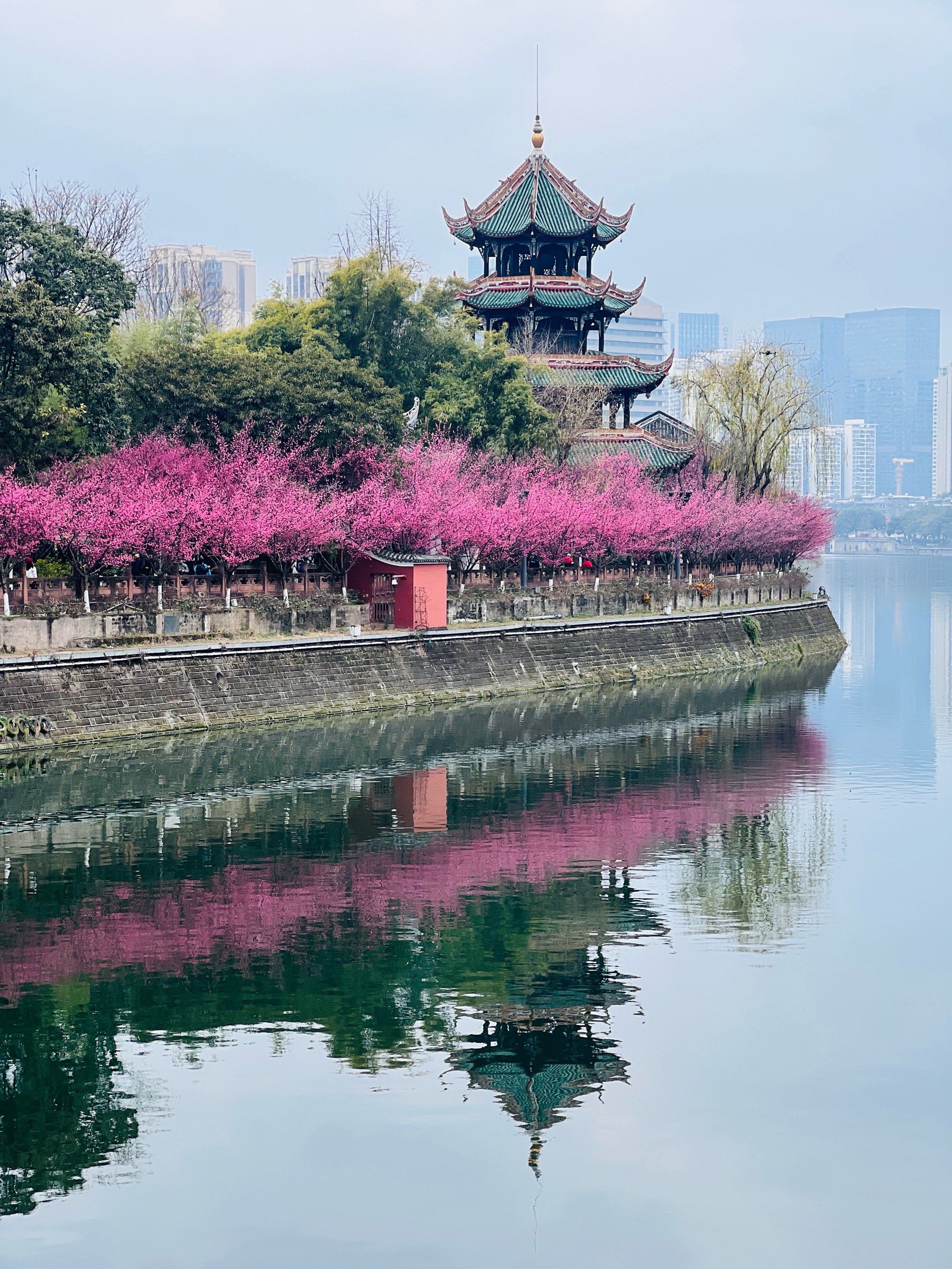 花开成海!成都人都来望江楼公园赏梅了吗?