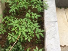 -淼福猪肚鸡·椰子鸡火锅(大沙地店)