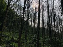 -凤栖山