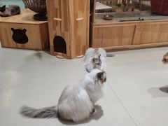 -藏猫猫咖啡主题馆(中央大道店)