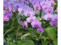 -兰陵国家农业公园