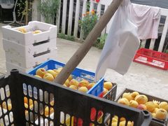 -樂桃源奉贤黄桃种植采摘基地