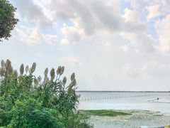 -莲花岛景区