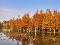 -白鹭湾湿地公园