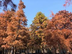 -上海海湾国家森林公园