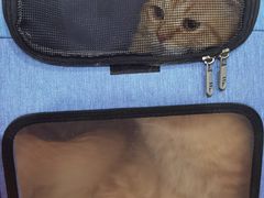 -伟伟宠物医院·CT影像中心·瑞派犬猫综合性门诊(汉口总院)