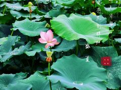 -龙头寺公园