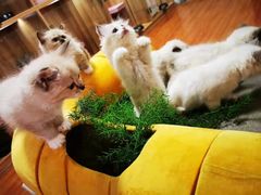 -70cat德文卷毛猫·缅因猫纯种猫舍