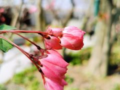 -上海吴淞炮台湾国家湿地公园