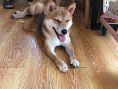 -柴犬高等学院·狗咖·柴犬售卖·宠物训练